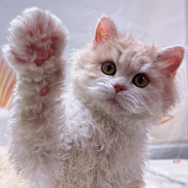 Selkirk Rex-Milky White kitten, 4 months old (male cat)