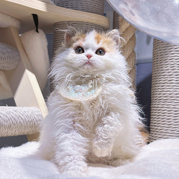 Selkirk Rex kitten-Golden calico, 4 months old (Breeding quality female cat)