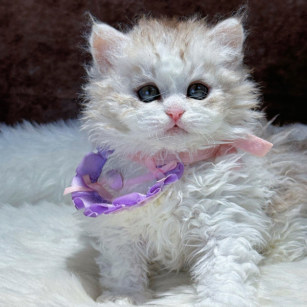 Selkirk Rex-Candy, 6 months old (female cat)