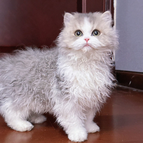 Selkirk Rex-Blue Gold + White kitten, 5 months old (male cat)