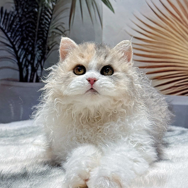 Selkirk Rex-Blue Gold calico kitten, 5 months old (female cat)