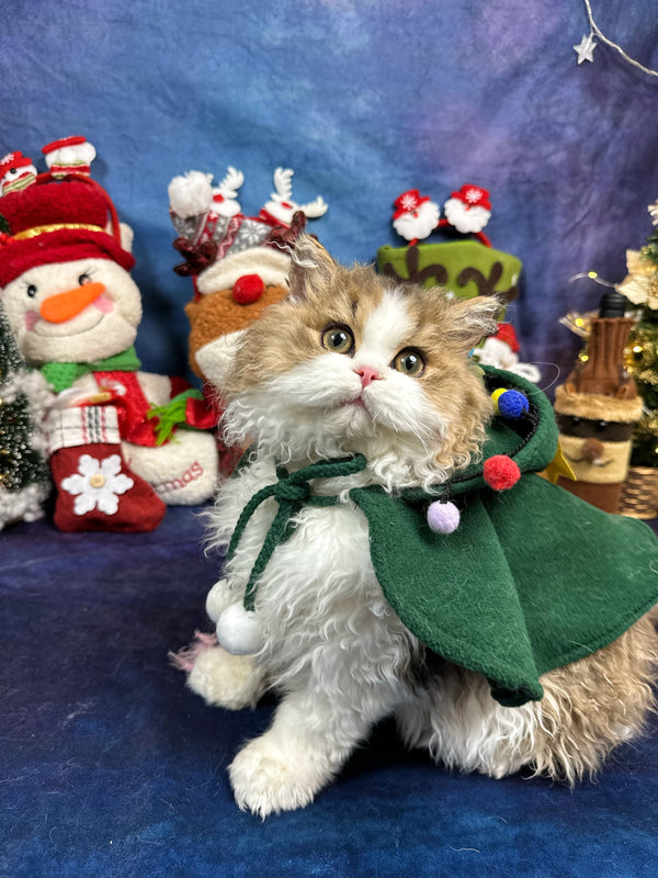 Selkirk Rex-Robinson, 5months old (male cat)