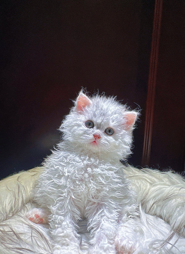 Selkirk Rex-luna, 4 months old (female cat)