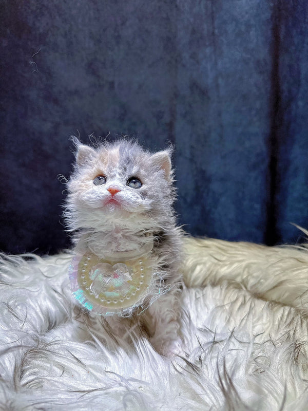 Selkirk Rex-Lucky, 4 months old (male cat)