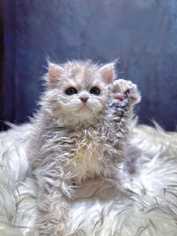 Selkirk Rex-Simba, 3 months old (male cat)