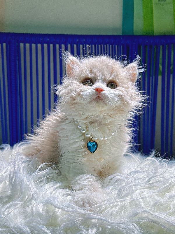 Selkirk Rex- Laurai, 5 months old (female cat)