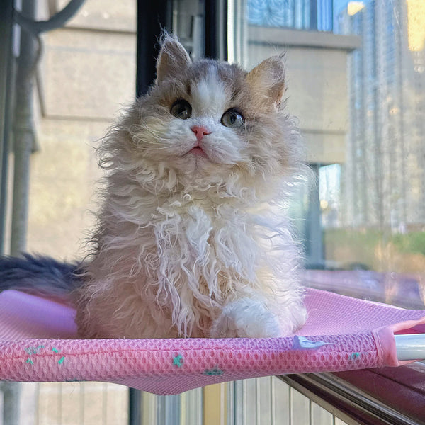 Selkirk Rex-zoe, 6 months old (female cat)