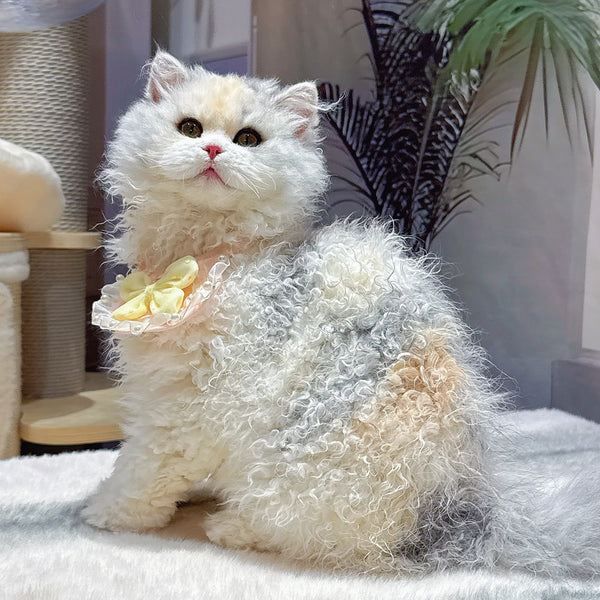 Selkirk Rex-Silver calico kitten, 5 months old(female cat)