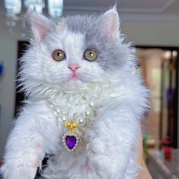 Selkirk Rex-ava, 6 months old (female cat)