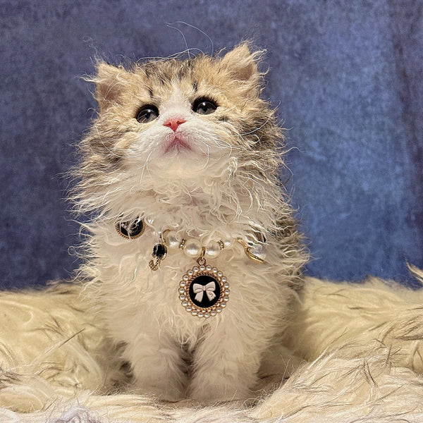 Selkirk Rex-Lucas, 6 months old (male cat)