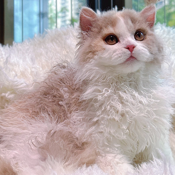 Selkirk Rex-coco, 6 months old (female cat)